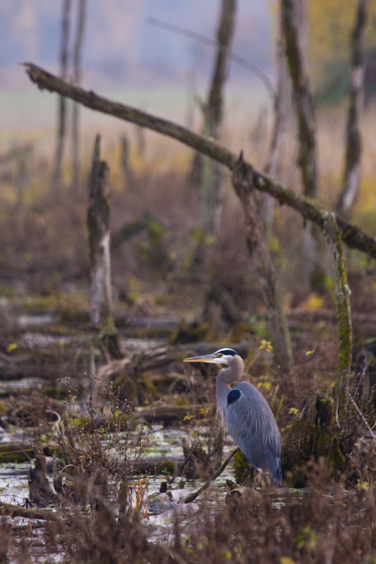 Great Blue Heron